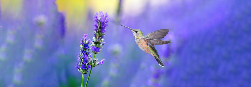 Hummingbird Hovering and Feeding on purple summer background