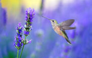 Hummingbird Hovering and Feeding on purple summer background